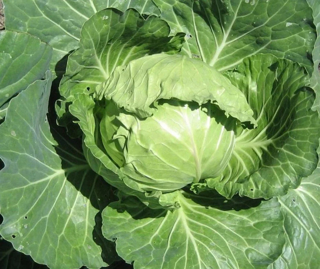 Late Flat Dutch Cabbage Seeds - 300+ Non-GMO Brassica oleracea Vegetable Seeds