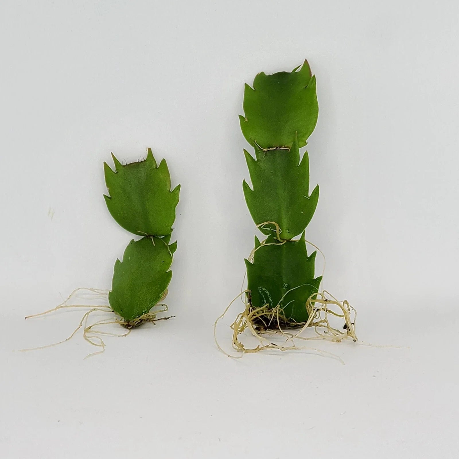 Thanksgiving Cactus Plant - Rooted Indoor Houseplant - Schlumbergera Truncata - Holiday Decor, Easy Care, Bright Pink Flowers