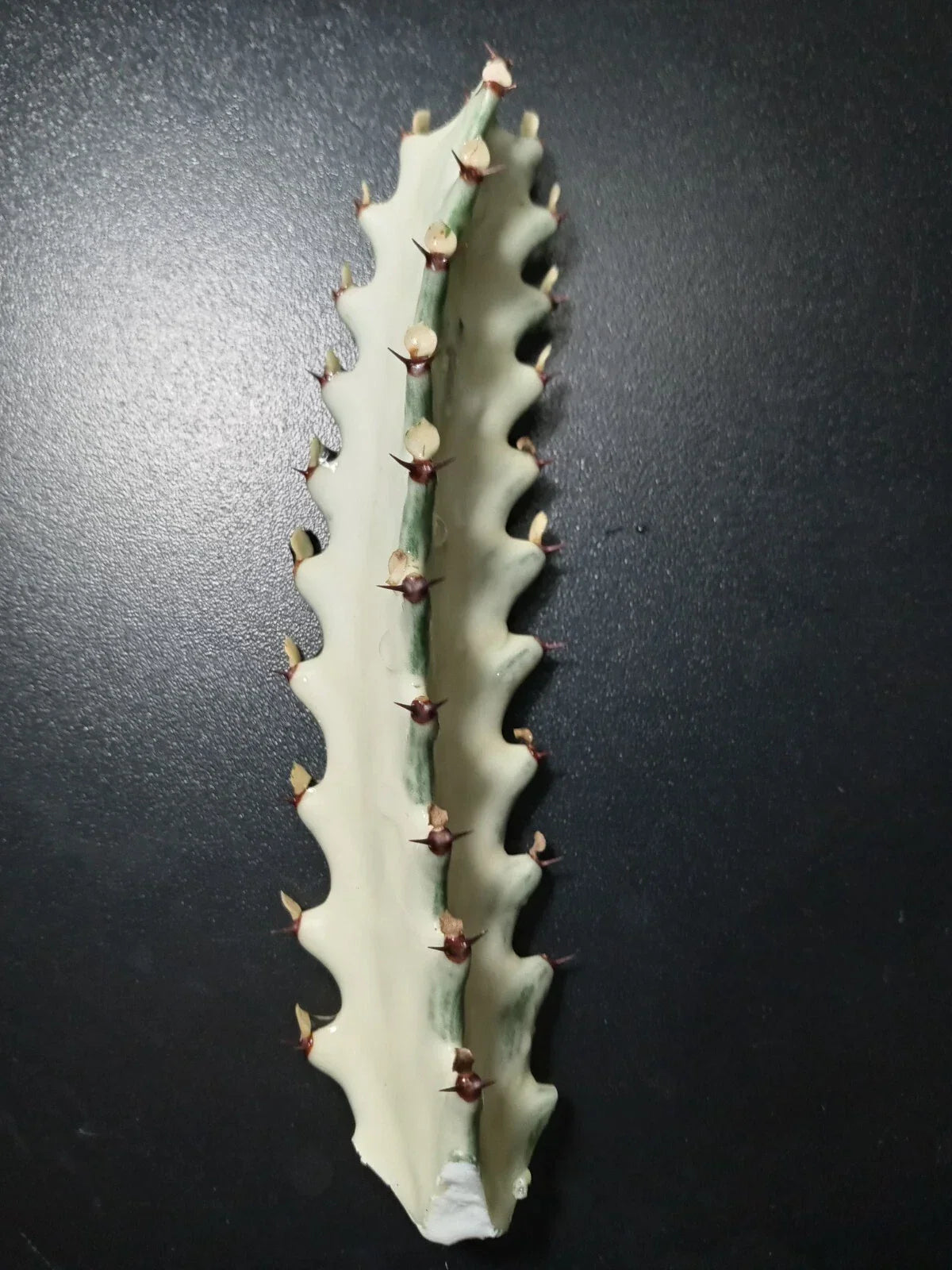 Euphorbia Lactea Dragon Bones Cactus 5" Tall Unique Succulent for Indoor and Outdoor Decor