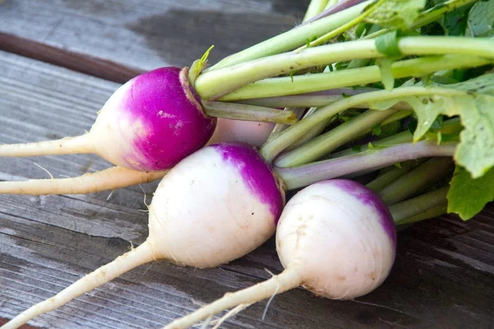 Purple Top Turnip Seeds - Brassica rapa - Cover Crop & Edible Roots - 500+ Seeds for Planting