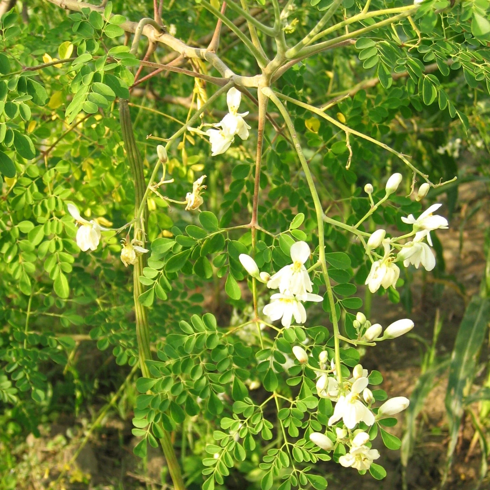 Moringa Tree Seeds Pack of 10 | M. Oleifera Drumstick Pods for Planting | Fast-Growing Edible Tree Seeds