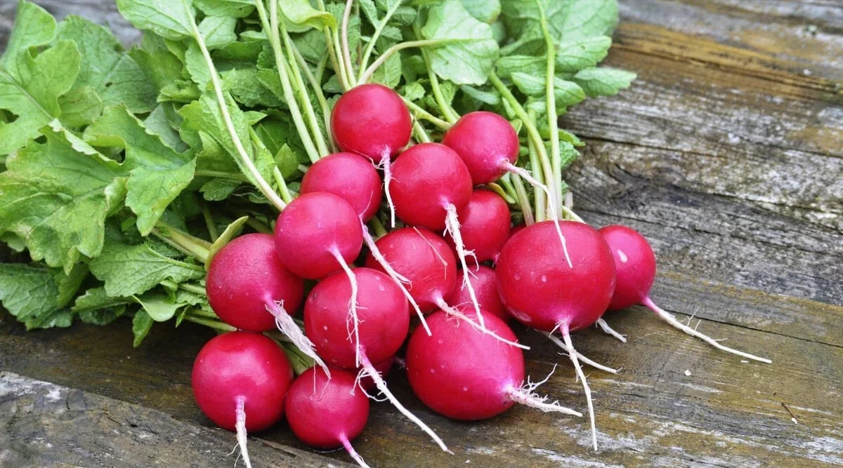 Sora Radish Seeds - 500+ Count Heirloom Raphanus sativus for Garden Planting, Fast-Growing, Non-GMO, Full Sun, Easy to Grow