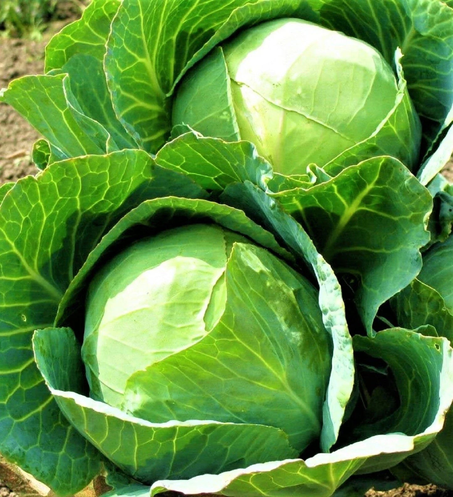 Danish Ballhead Cabbage Seeds - Non-GMO, Heirloom, Brassica oleracea, 500+ Seeds for Home Gardening