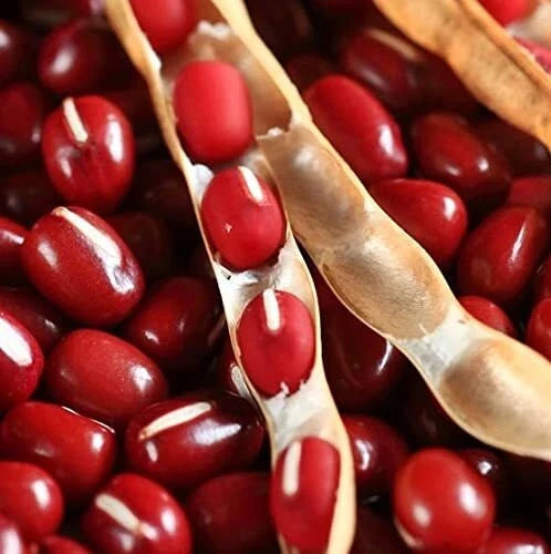 Asian Red Bean Seeds, Non-GMO Adzuki Beans, Heirloom Vegetable Seeds, Vigna angularis, 100 Seeds, Full Sun