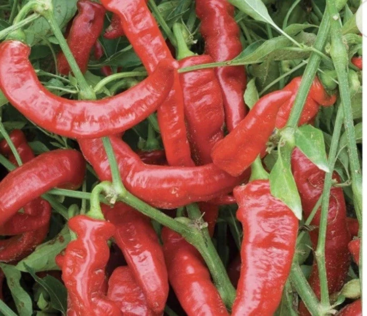 Live Jimmy Nardello Sweet Pepper Plants – 4-Inch Pots, Capsicum annuum, Sweet Red Peppers, Edible Garden, 75 Days Old