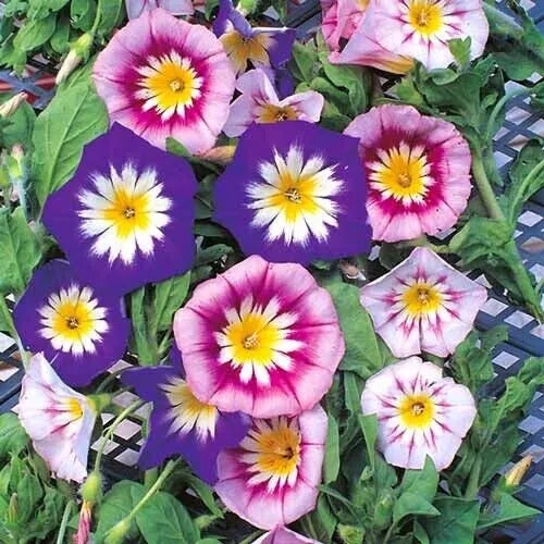 Morning Glory Seeds - Dwarf Ensign Mix, 25 Seeds, Ipomoea purpurea, Vibrant Blue, Pink & White Flowers, Easy to Grow