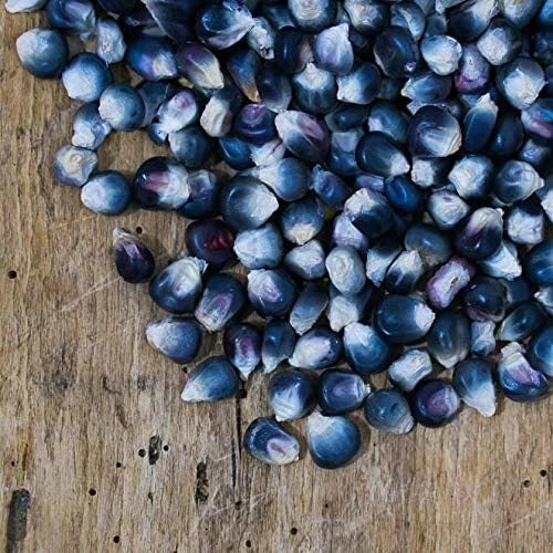 Blue Corn Seeds - 25 Pack for Growing Blue Popcorn - Zea Mays Everta - Heirloom, Exotic Blue Kernel Seeds