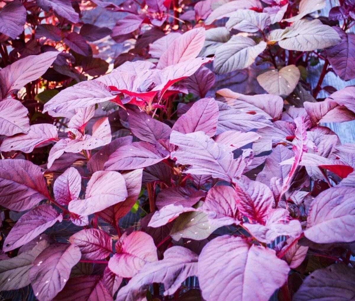 Red Garnet Amaranth Seeds - 1000+ Red Spinach Kiwicha Microgreens - Amaranthus cruentus