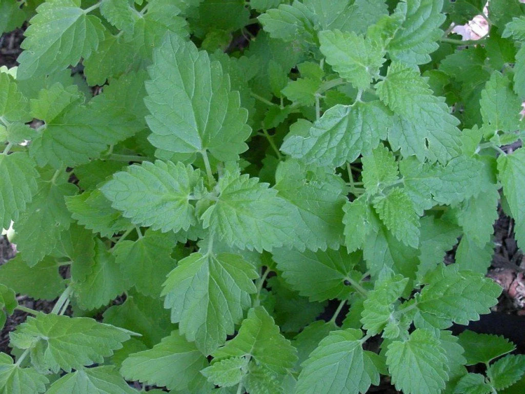 Catnip Seeds 1000+ Non-GMO Herb Perennial Garden Plant - Nepeta cataria - USA Grown