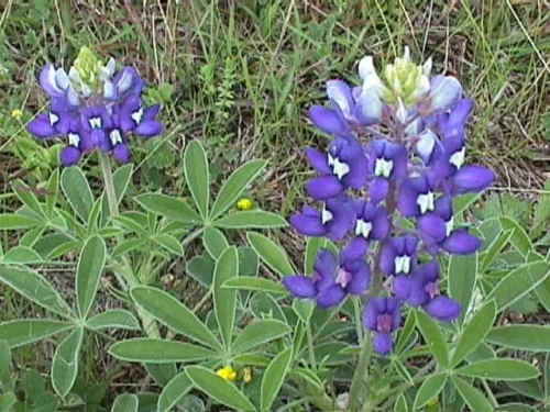 Texas Bluebonnet Seeds - 45 Count Pack - Lupinus texensis - Texas State Flower