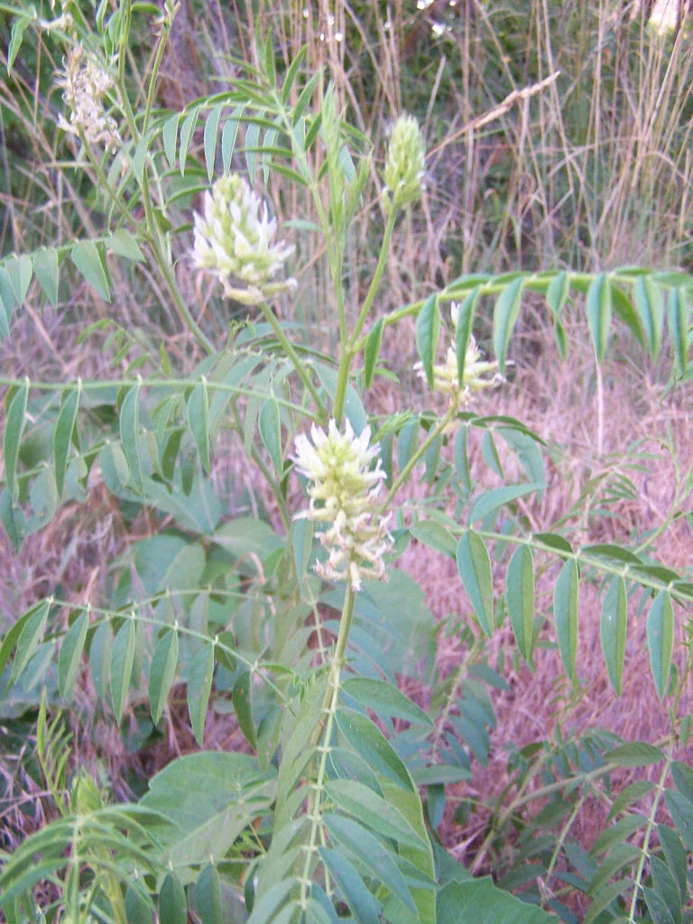 20 Seeds American Wild Licorice Glycyrrhiza lepidota GroCo USA