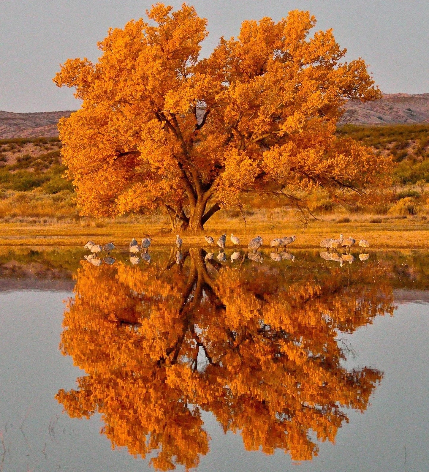 Cottonwood Tree Cuttings – 4 Pack – Populus deltoides – Fast-Growing Shade Trees for Landscaping & Erosion Control