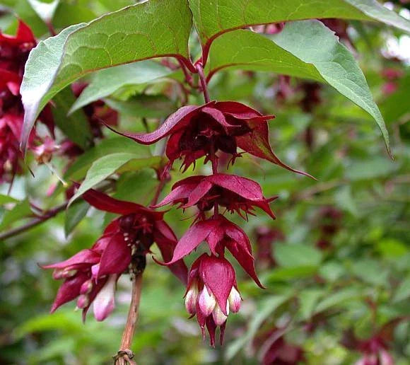 Himalayan Honeysuckle Bush Seeds - 201 Hardy Perennial Seeds for Easy Planting