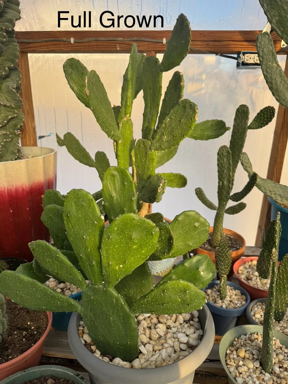 Prickly Pear Cactus Rooted Starts | Fast Growing Succulent | Opuntia ficus-indica | Drought-Tolerant, Low-Maintenance Plant