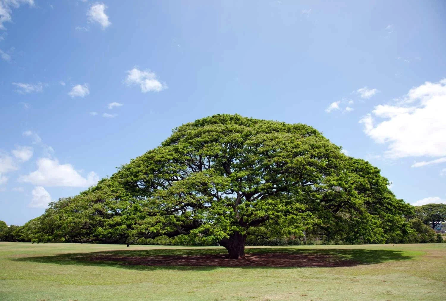 Rain Tree Seeds, Monkey Pod "Hitachi" Albizia saman, Tropical Flower, Rare Gardening Seeds, Fast-Growing Shade Tree