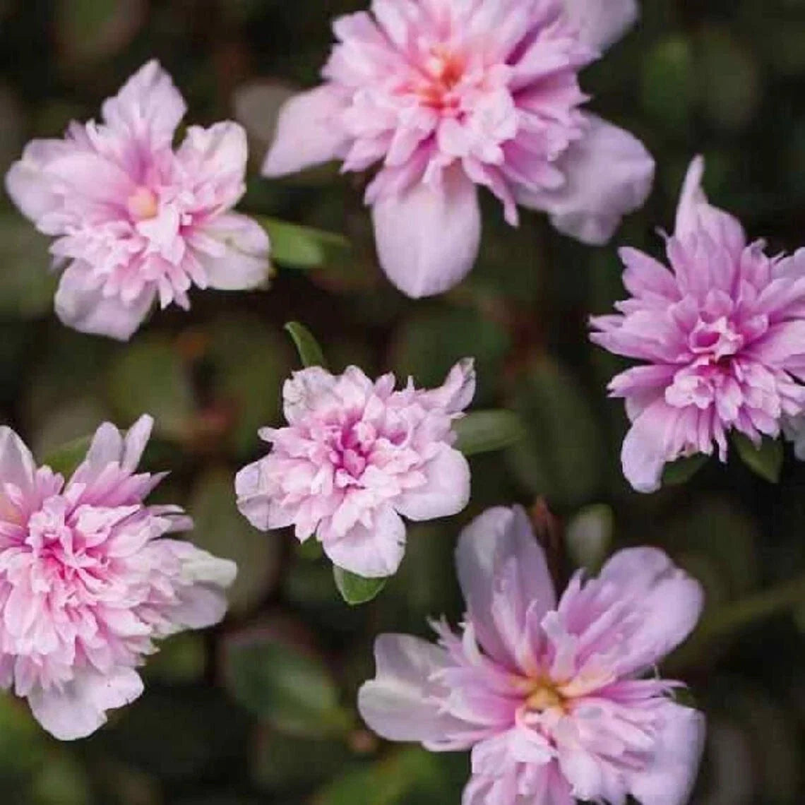 Portulaca Grandiflora Double Pink Moss Rose Live Plant - Well-Rooted Plug, Drought-Tolerant Succulent for Gardens & Containers