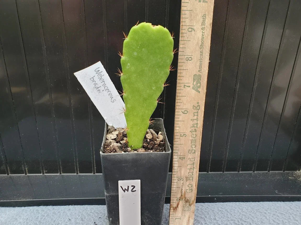 Weberocereus bradei Cactus - Rare Seldom Offered Succulent Plant in 4-Inch Pot