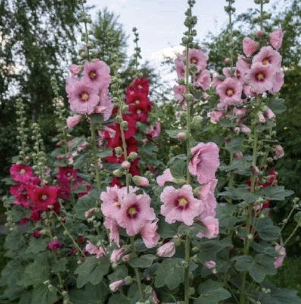 Indian Spring Hollyhock Seeds - Perennial Flower Seeds - Alcea rosea - Colorful Garden Plant - 60+ Seeds