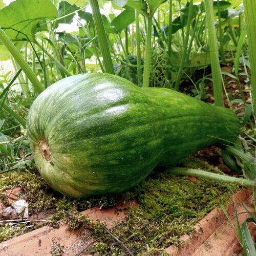 Naples Long Squash Seeds - 25+ Pack, Cucurbita pepo, Non-GMO, Heirloom, Garden Planting, Vining, Full Sun, Free Shipping