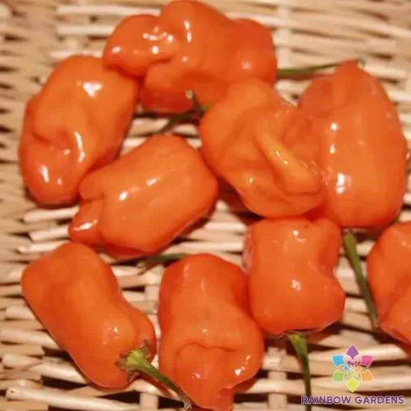 Habanero Orange Hot Pepper Seeds – Pack of 25+ Capsicum chinense for Spicy Garden Plants, Salsas & Sauces