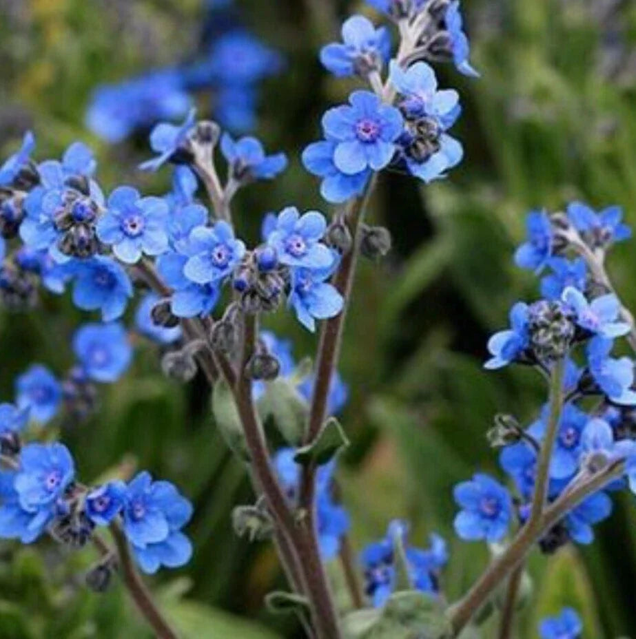 Forget Me Not Flower Seeds - 200+ Blue Wildflower Seeds - Myosotis spp. - Annual & Biennial Garden Seeds