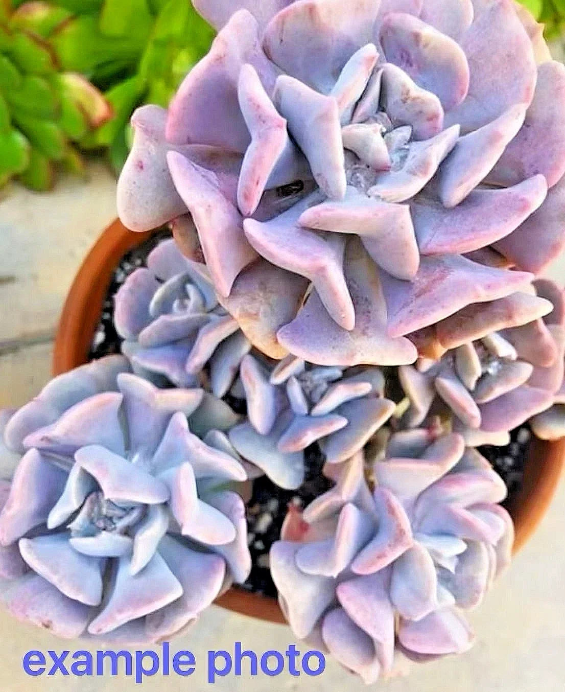 Echeveria Cubic Frost Succulent Bare Root Multi-Head Plant with Lilac to Pink Leaves, Crassulaceae