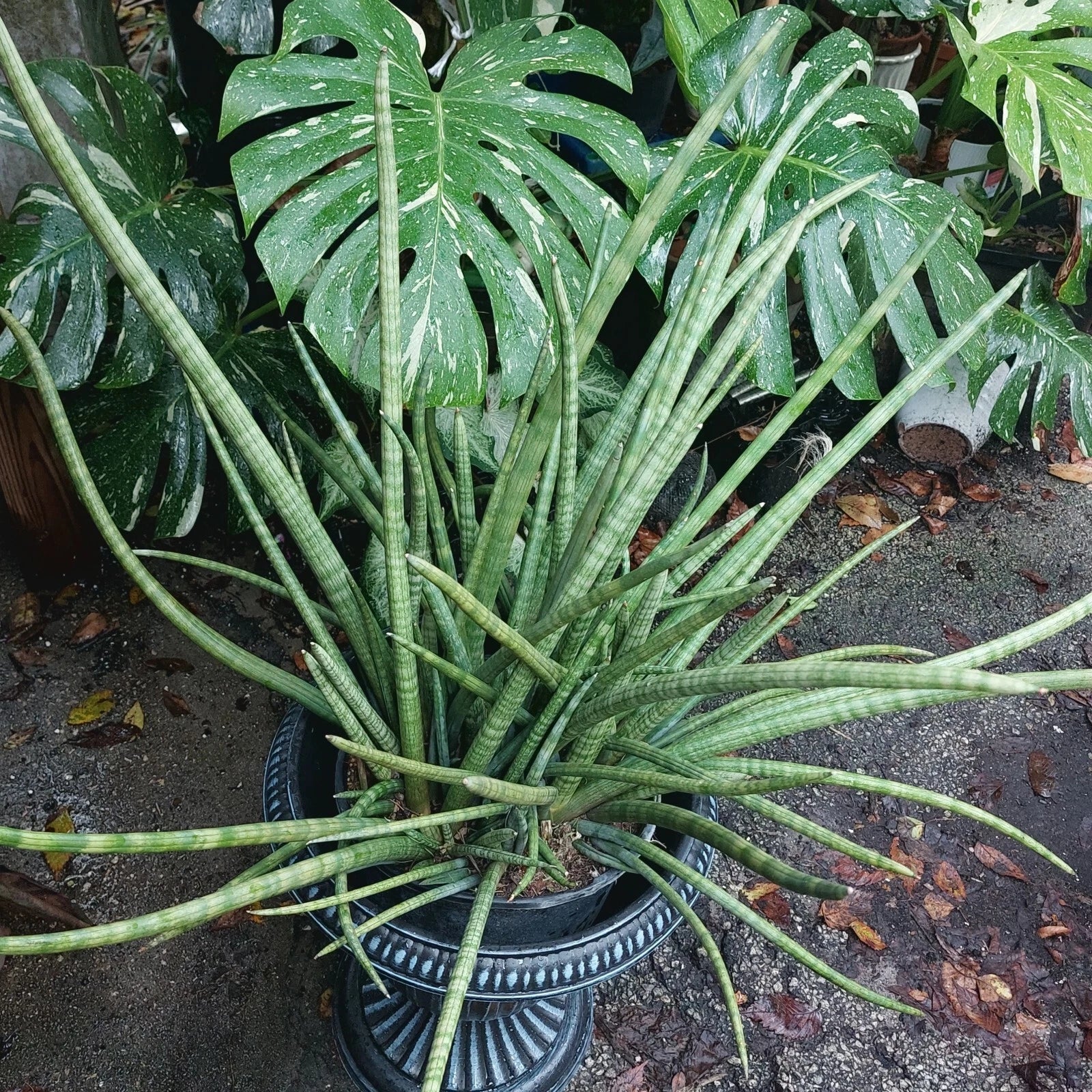 Snake Plant Cylindrica - Rooted Live Starter Plant in 6-Inch Pot - Sansevieria cylindrica - Indoor Houseplant - Air-Purifying, Low Maintenance