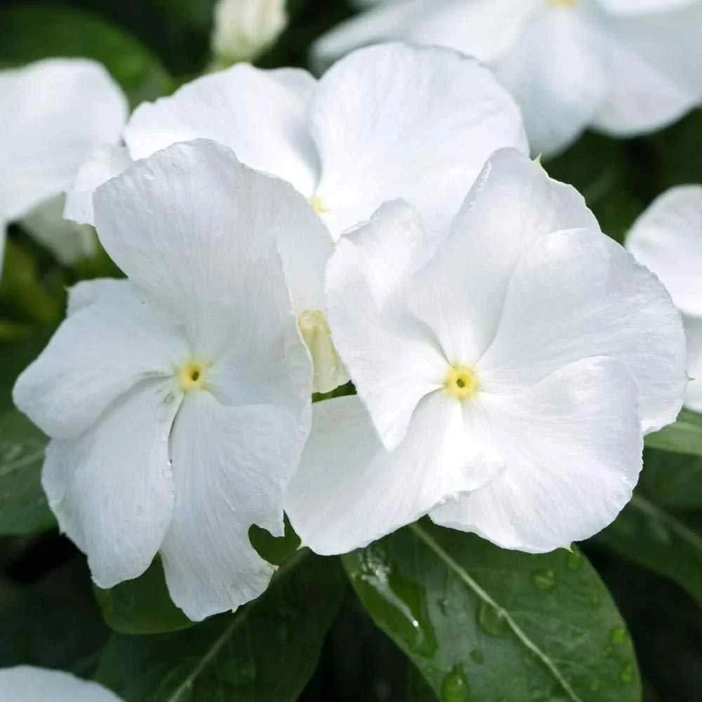 Vinca Hotlik White Seeds 100 Pack - Catharanthus roseus, White Flowers, Drought-Tolerant, Full Sun to Partial Shade, Garden Seeds