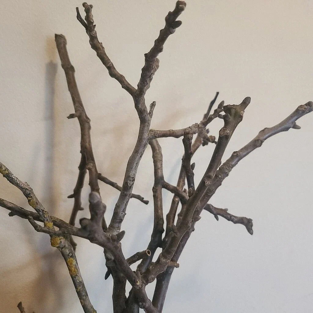 Black Walnut Tree Cuttings 20x Unrooted Juglans Nigra for Propagation, Shade, Timber, Wildlife Habitat