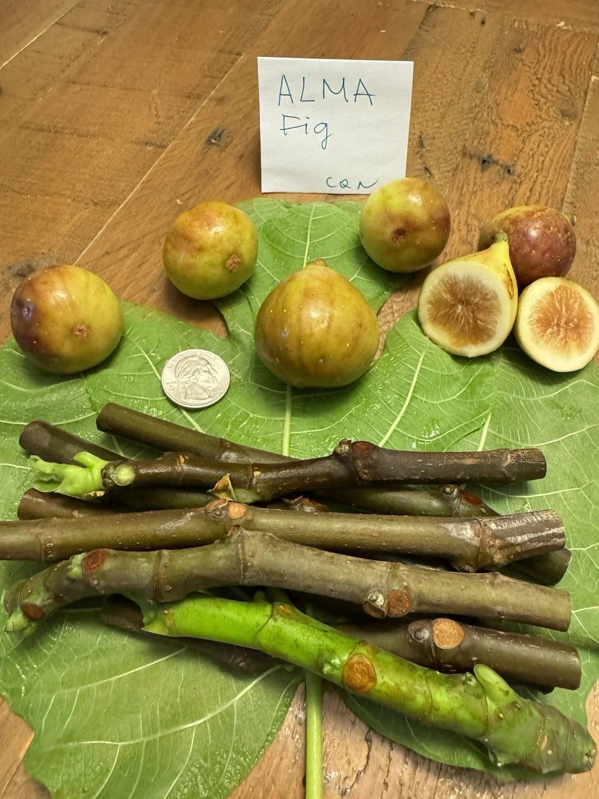 Live Alma Fig Cuttings - Ficus carica 'Alma' - 3 Healthy Fresh Propagation Cuttings for Gardening