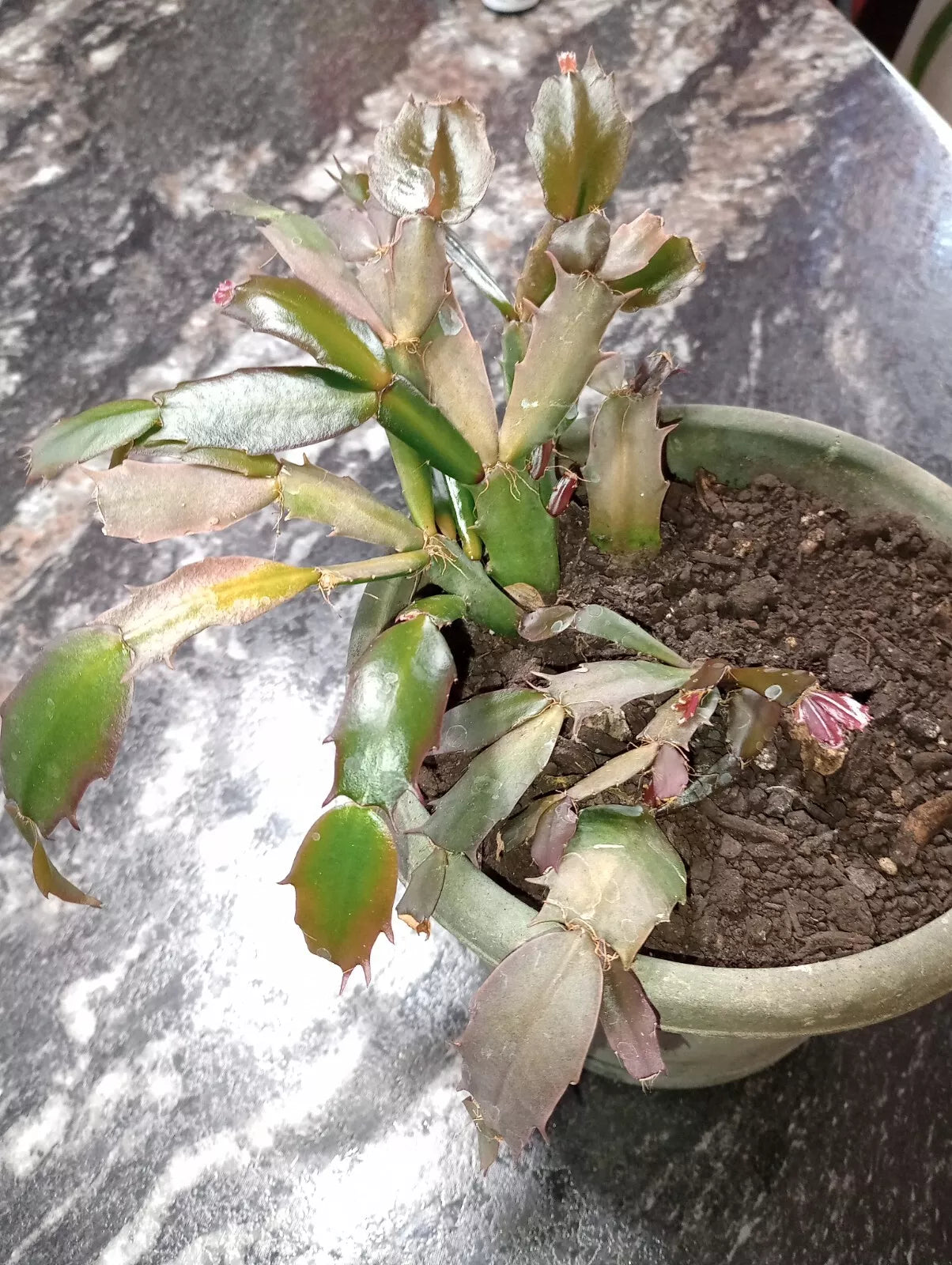 Thanksgiving Cactus Plant - Potted Schlumbergera Truncata with Colorful Blooms - Indoor Houseplant