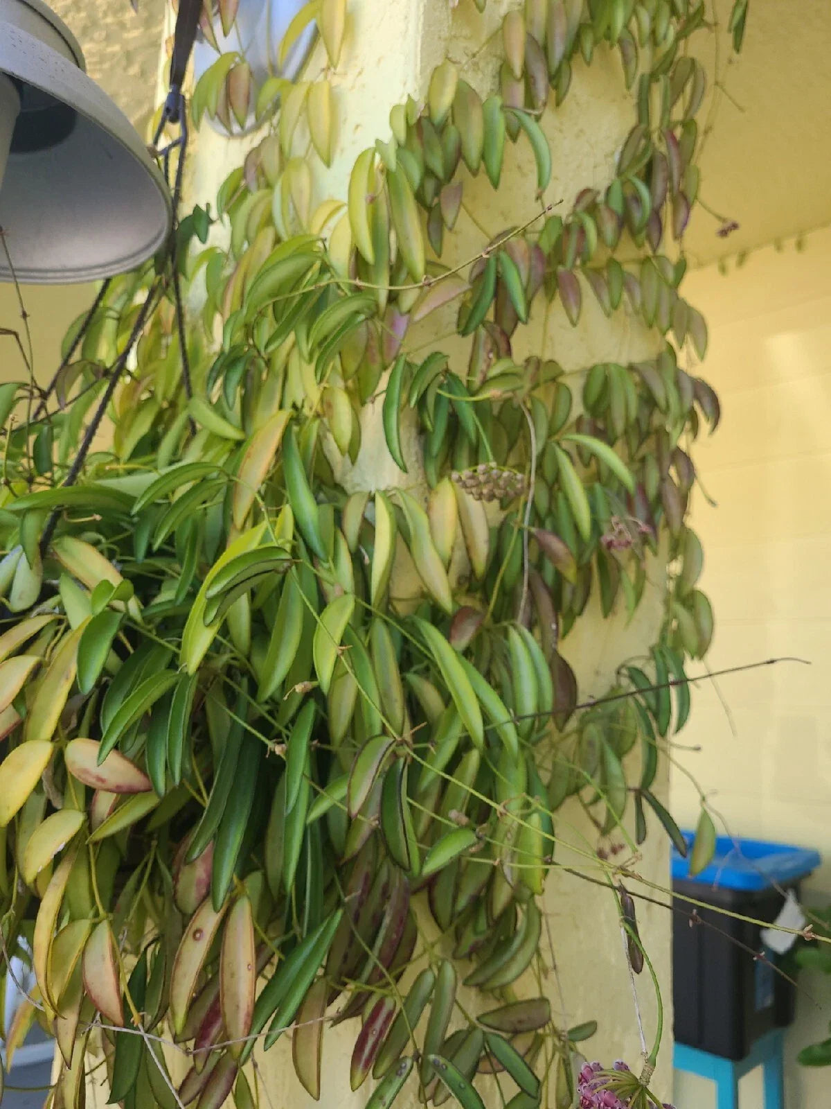 Hoya Wayetii Fresh Cutting 3+ Nodes - Trailing Tropical Plant with Star-Shaped Flowers