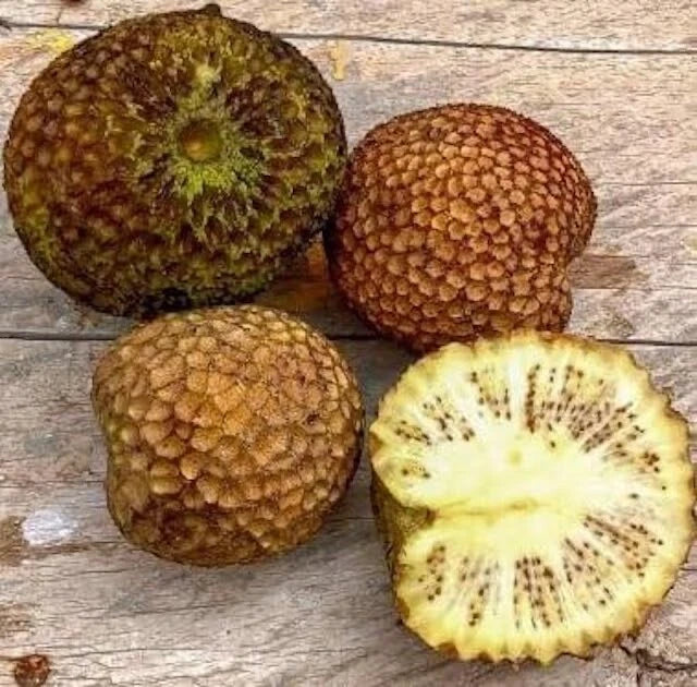 Ndea Tree Seeds 30 Count - Nauclea xanthoxylon Tropical Tree Seeds for Landscaping & Reforestation