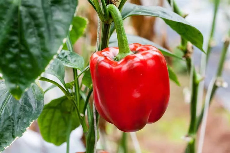 Sweet Red Girl Bell Pepper Seeds, Non-GMO, Heirloom, Capsicum annuum, Vegetable Gardening, 100 Seeds for Home Garden