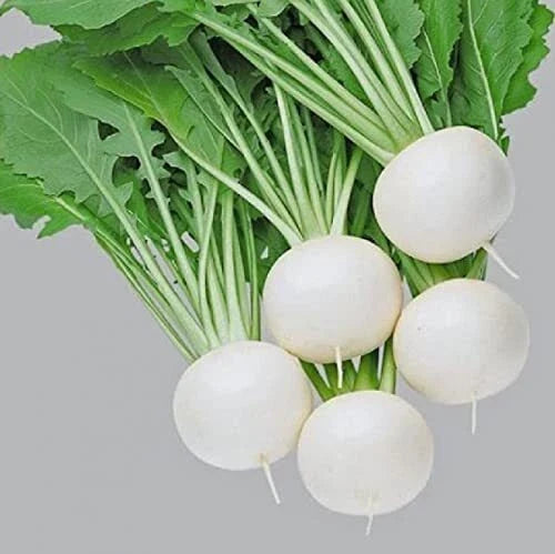 Pure White Turnip Seeds Fuku Komachi Hybrid Brassica rapa Vegetable Seeds - 50 Pack