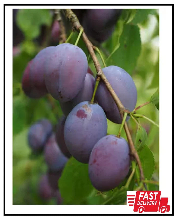 Dwarf Italian Plum Tree Bare Root | Prunus domestica | Compact Fruit Tree for Small Gardens with Sweet Plums