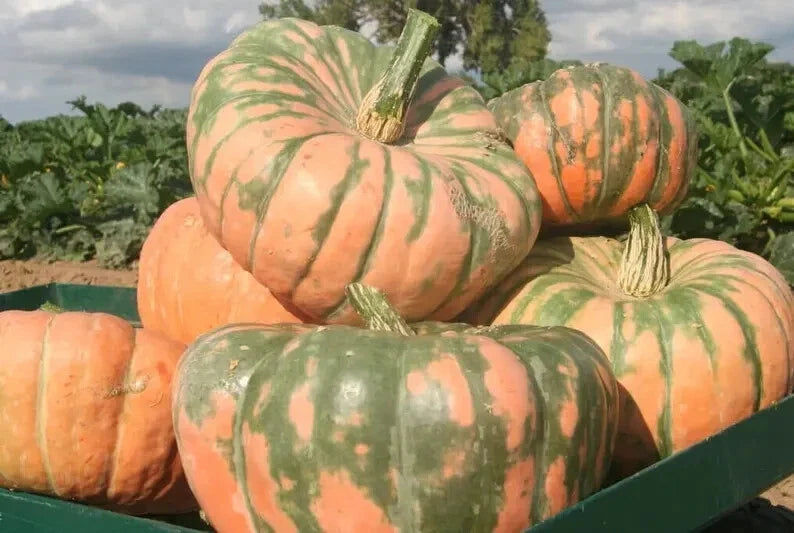 Organic Hound Pumpkin Seeds - 10 Speckled Cucurbita pepo for Home Garden, Fall Decor & Cooking