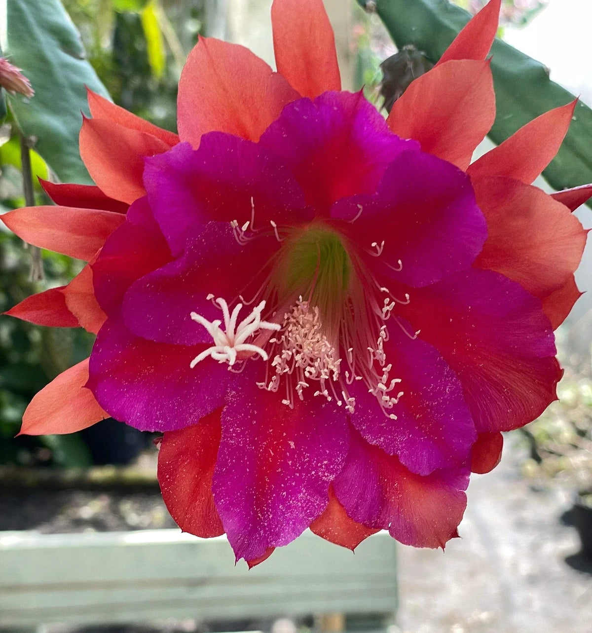 Epiphyllum Hybrid 'Appeal' Starter Pot - Fully-Rooted Orchid Cactus Houseplant