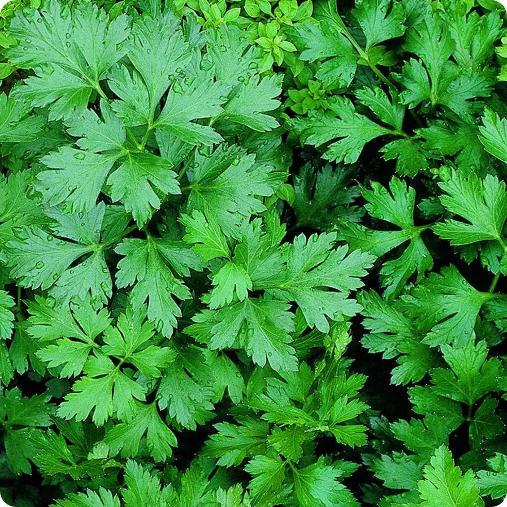Giant of Italy Parsley Seeds - Non-GMO Herb Seeds for Culinary Use - Petroselinum crispum - 300+ Seeds