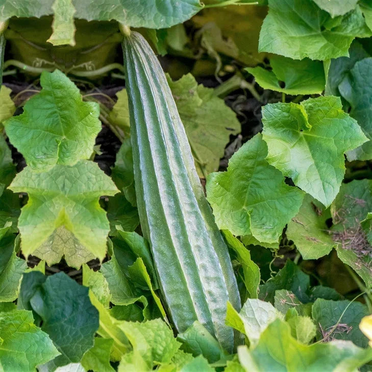 Buab Laem Angled Luffa Gourd Seeds - Ridged Gourd Seeds for 2025 Planting, Luffa acutangula, Climbing Vine, Non-GMO Seed Packet