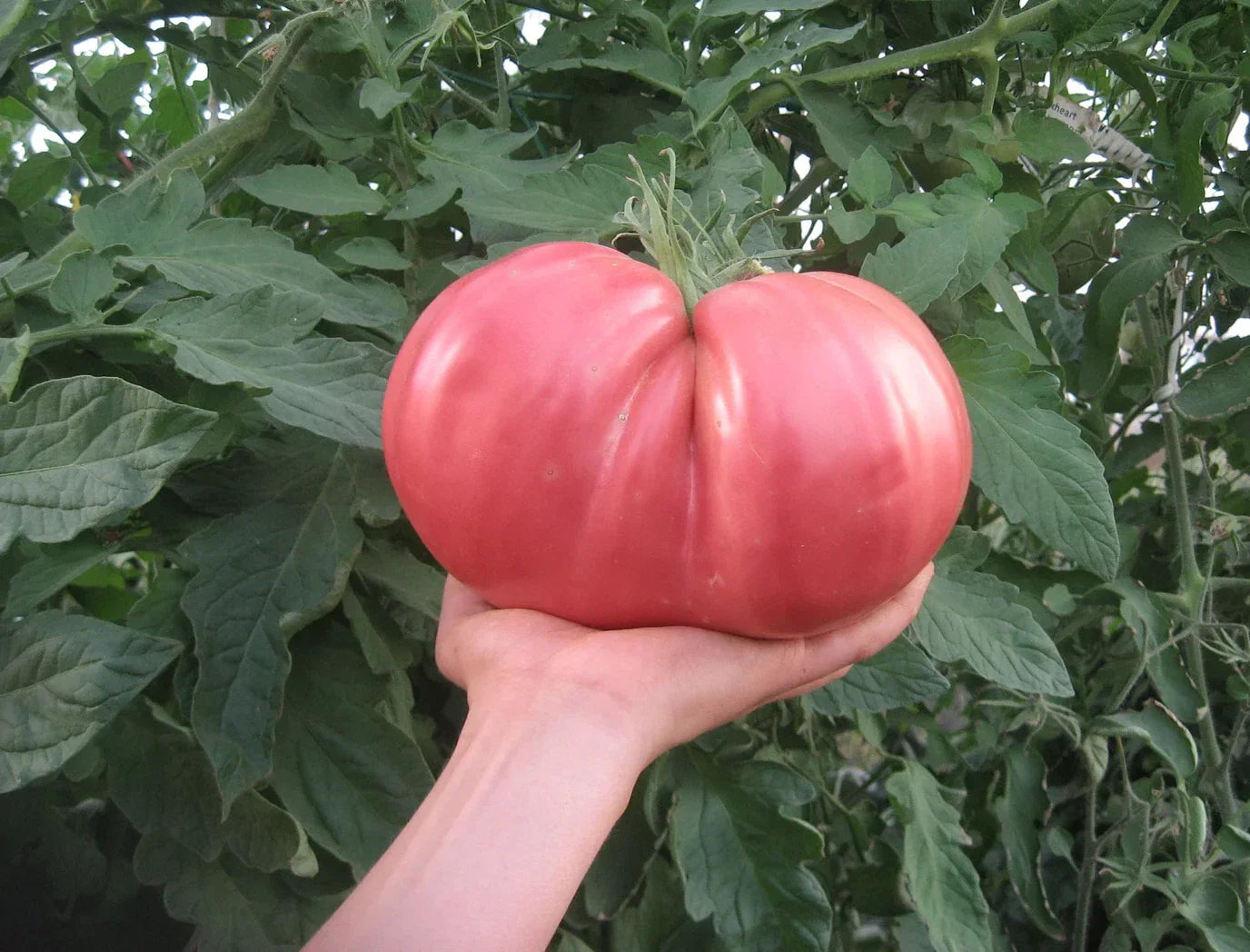 German Giant Tomato Seeds - 120+ Non-GMO Heirloom Organic Seeds
