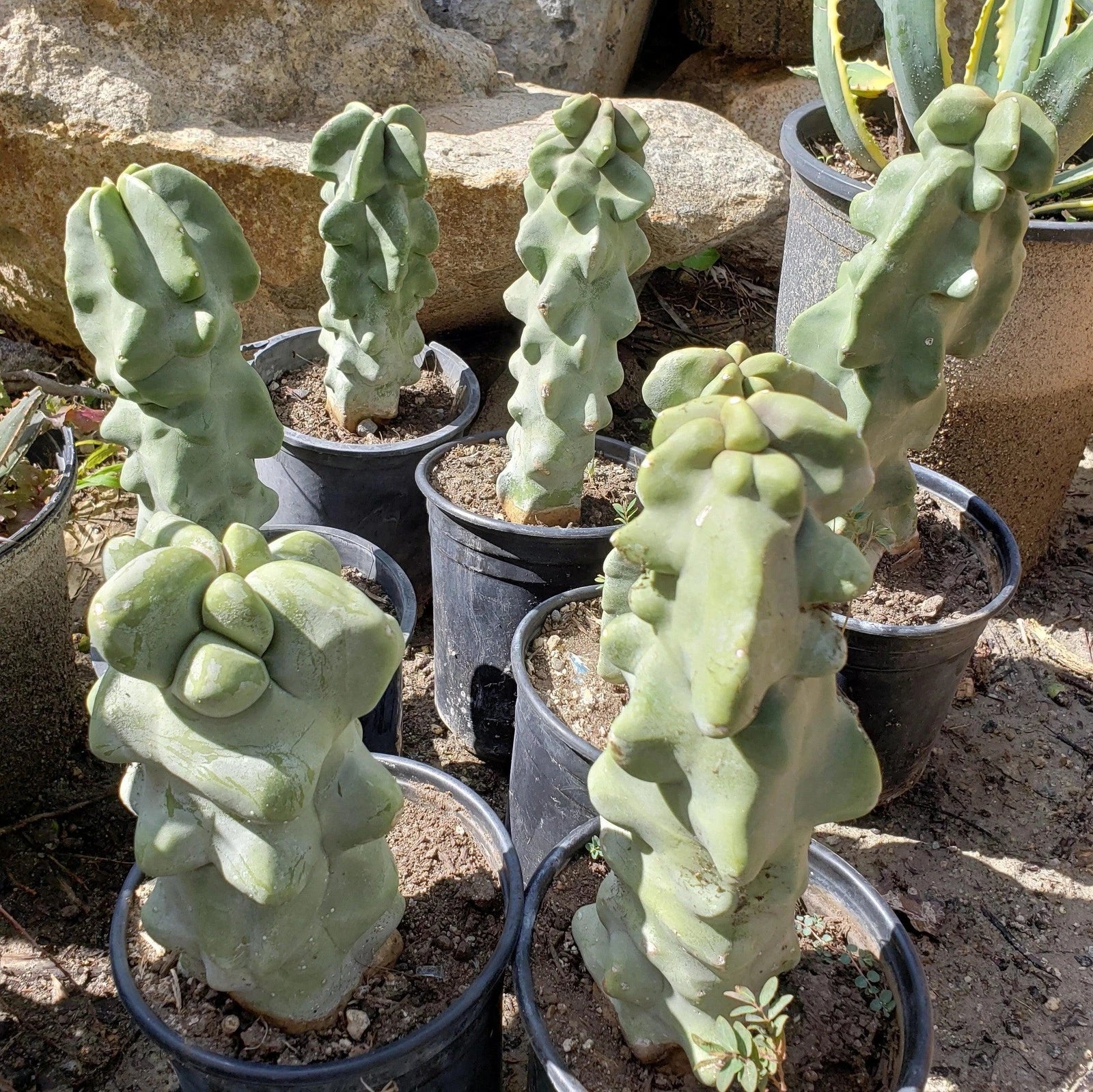 Succulent Plant - 6" Totem Pole Cactus Pachycereus schottii monstrosus, Drought-Tolerant Indoor Outdoor Plant