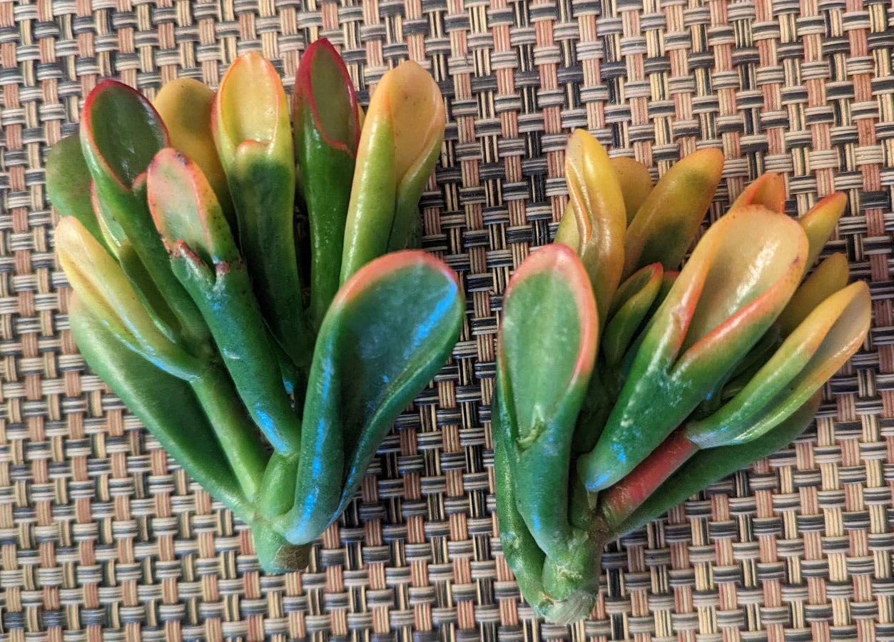 Variegated Crassula Ovata 'Gollum' 2" Cutting - Rare Jade Plant Succulent