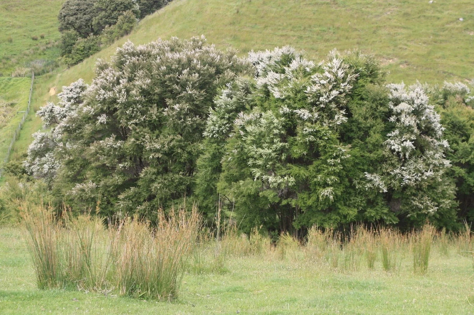 White Kanuka Tea Tree Seeds - Kunzea ericoides, Over 100 Seeds, Aromatic Foliage, Easy to Grow, Free Shipping