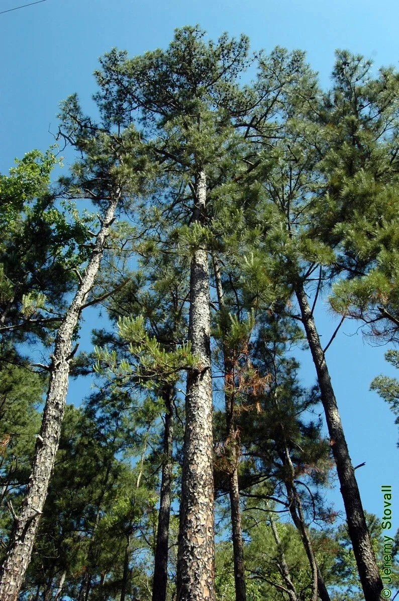 Shortleaf Pine Live Starter Tree 8-12" Bare Root Pinus echinata Native Southeastern US Landscape Plant