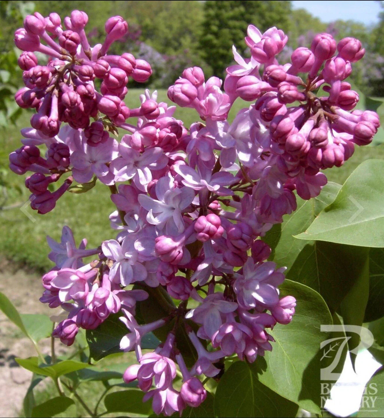 Belle de Nancy Lilac Plant Starter - Syringa Vulgaris - Small Well Rooted 4-8” Tall