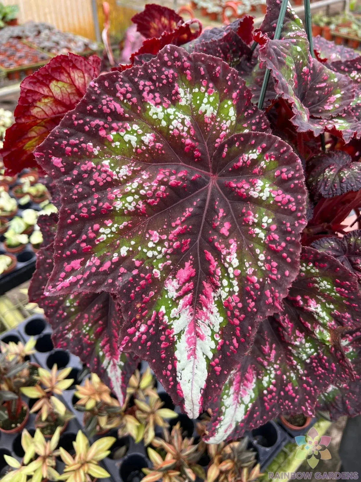 Harmony's Comet Begonia Seeds - 25+ Pack, Tuberhybrida, Perennial, Garden, Container, Hanging Basket