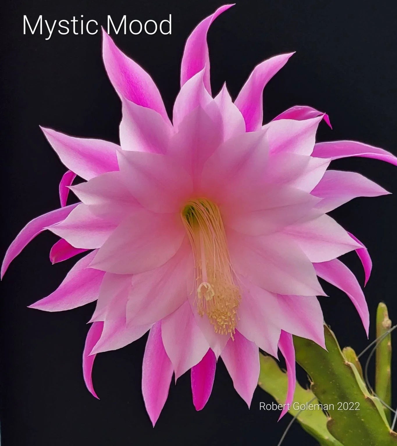 Unrooted Epiphyllum 'Mystic Mood' Orchid Cactus Cutting - Rare Houseplant for Collectors
