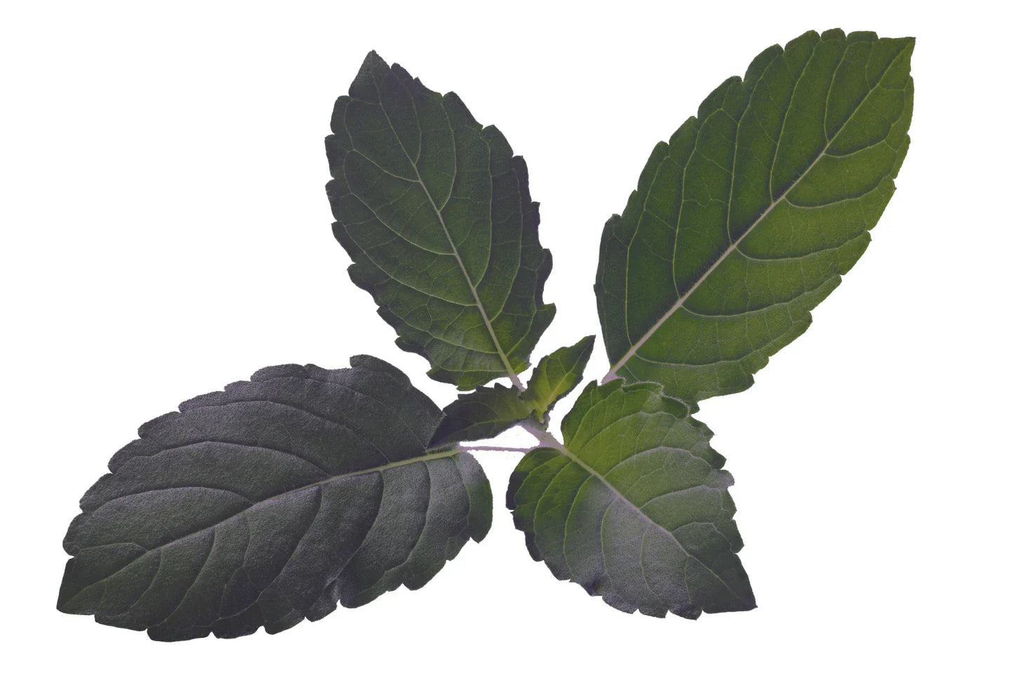 Organic Holy Basil Seeds - Tulsi (Ocimum sanctum) - 500+ Seeds for Medicinal Herb & Spice