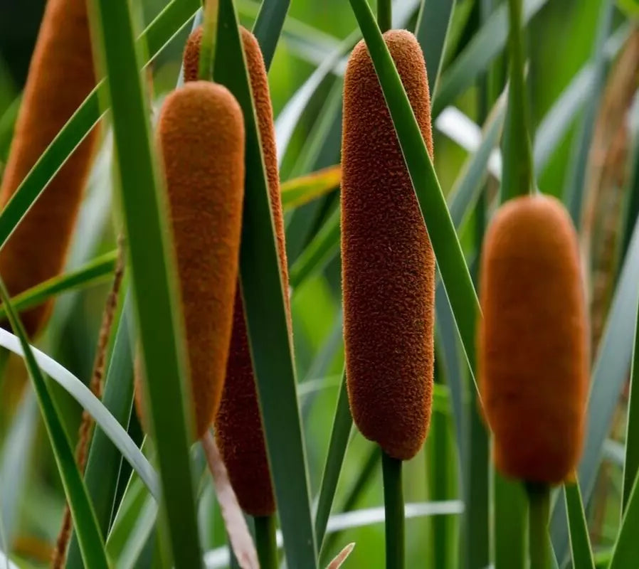 Cattail Seeds 200+ Typha latifolia Wetland Pond Plant for Water Gardens and Marshes